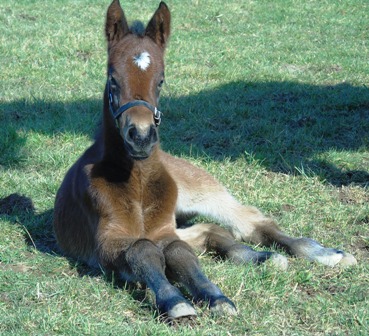 2019 filly by Mastercraftsman